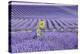 Lavandin Lavender with Single Sunflower-null-Premier Image Canvas