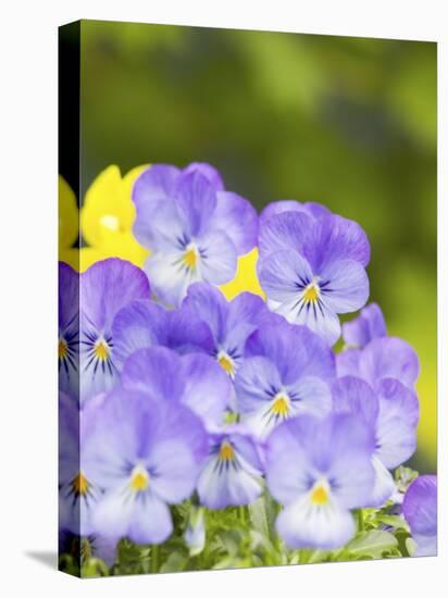 Lavendar and Yellow Pansies, Seattle, Washington, USA-Terry Eggers-Premier Image Canvas