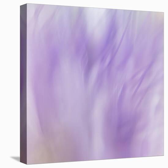 Lavendar Fusion-Jacob Berghoef-Premier Image Canvas