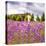 Lavendar Garden-Janet Slater-Premier Image Canvas