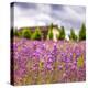 Lavendar Garden-Janet Slater-Premier Image Canvas