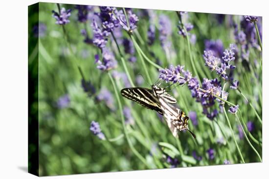 Lavender and Butterfly I-Dana Styber-Premier Image Canvas