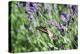 Lavender and Butterfly I-Dana Styber-Premier Image Canvas