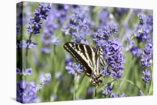 Lavender and Butterfly II-Dana Styber-Premier Image Canvas