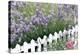 Lavender And Picket Fence-Tony Craddock-Premier Image Canvas