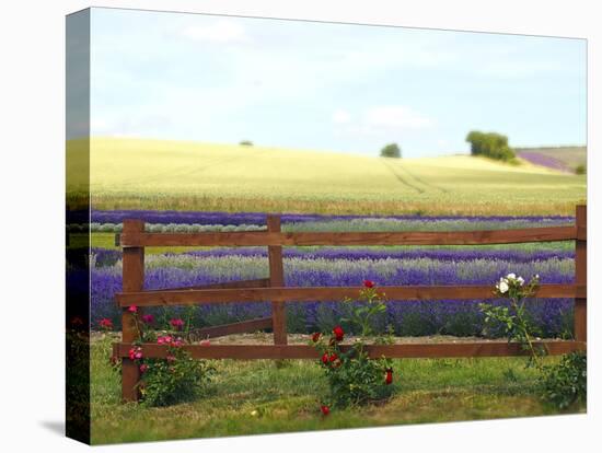 Lavender and Roses-Toula Mavridou-Messer-Premier Image Canvas