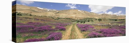 Lavender and Spring Flowers on Road from the Bekaa Valley to the Mount Lebanon Range, Lebanon-Gavin Hellier-Premier Image Canvas