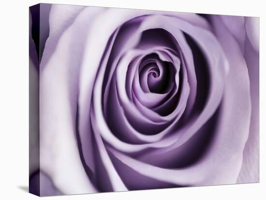 Lavender Bloom-Tracey Telik-Stretched Canvas