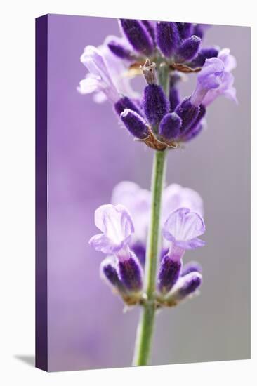 Lavender Blossoms, Close Up-Herbert Kehrer-Premier Image Canvas