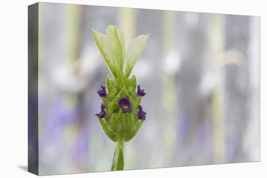 Lavender Bud I-Dana Styber-Premier Image Canvas