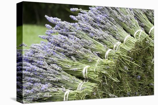 Lavender Bunches II-Dana Styber-Premier Image Canvas