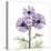 Lavender Chrysanthemum-Albert Koetsier-Premier Image Canvas