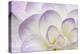 Lavender Dahlia II-Rita Crane-Premier Image Canvas