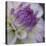 Lavender Dahlia III-Rita Crane-Premier Image Canvas