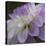 Lavender Dahlia IV-Rita Crane-Premier Image Canvas