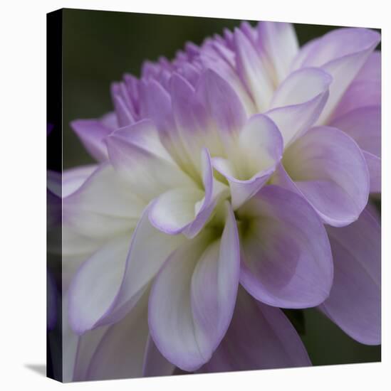 Lavender Dahlia IV-Rita Crane-Premier Image Canvas