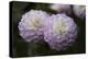 Lavender Dahlia IX-Rita Crane-Premier Image Canvas