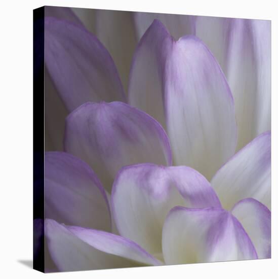 Lavender Dahlia V-Rita Crane-Premier Image Canvas