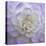 Lavender Dahlia VI-Rita Crane-Premier Image Canvas