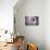 Lavender Dahlia VII-Rita Crane-Premier Image Canvas displayed on a wall