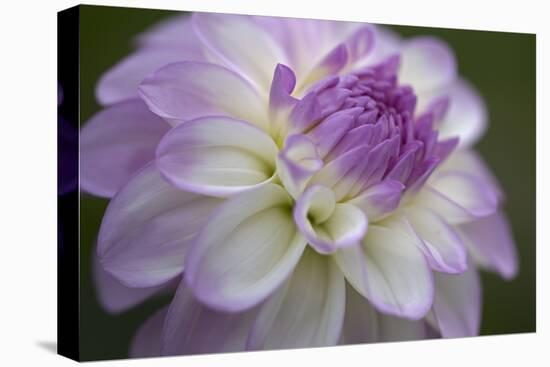 Lavender Dahlia VII-Rita Crane-Premier Image Canvas
