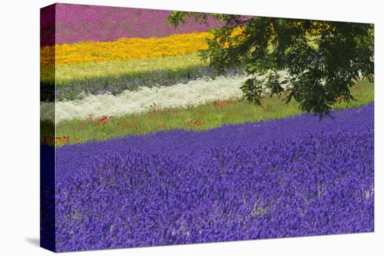 Lavender Farm, Furano, Hokkaido Prefecture, Japan-Keren Su-Premier Image Canvas