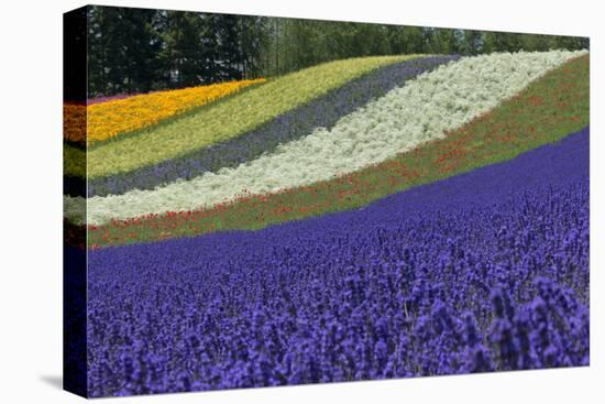 Lavender Farm, Furano, Hokkaido Prefecture, Japan-Keren Su-Premier Image Canvas