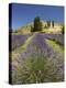 Lavender Farm, Near Cromwell, Central Otago, South Island, New Zealand-David Wall-Premier Image Canvas