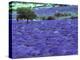 Lavender Field and Almond Tree, Provance, France-David Barnes-Premier Image Canvas
