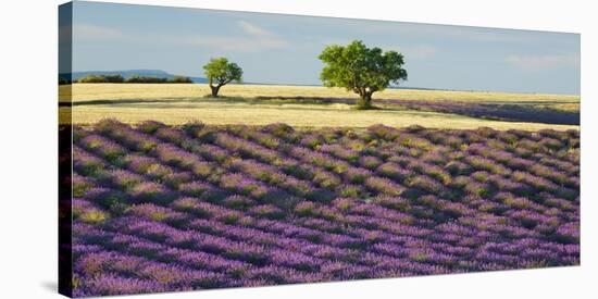 Lavender field and almond tree, Provence, France-Frank Krahmer-Stretched Canvas