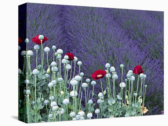 Lavender Field and Poppies, Sequim, Olympic National Park, Washington, USA-Charles Sleicher-Premier Image Canvas