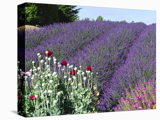 Lavender Field and Poppies, Sequim, Olympic National Park, Washington, USA-Charles Sleicher-Premier Image Canvas