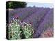 Lavender Field and Poppies, Sequim, Olympic National Park, Washington, USA-Charles Sleicher-Premier Image Canvas