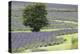 Lavender Field and Tree-Dana Styber-Premier Image Canvas