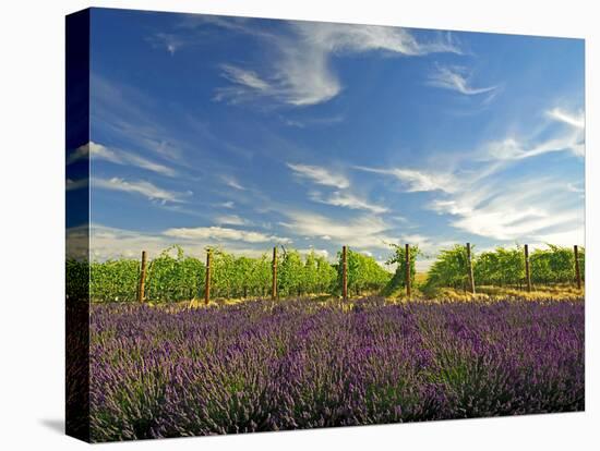 Lavender Field and Vineyard, Walla Walla, Washington, USA-Richard Duval-Premier Image Canvas