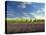 Lavender Field and Vineyard, Walla Walla, Washington, USA-Richard Duval-Premier Image Canvas