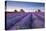 Lavender Field at Dawn, Somerset, England. Summer (July)-Adam Burton-Premier Image Canvas