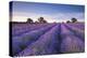 Lavender Field at Dawn, Somerset, England. Summer (July)-Adam Burton-Premier Image Canvas