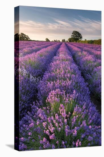 Lavender field at Somerset Lavender, Somerset, UK-Ross Hoddinott-Premier Image Canvas