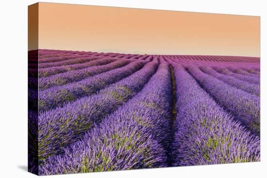 Lavender Field at Sunset, Plateau De Valensole, Provence, France-Stefano Politi Markovina-Premier Image Canvas