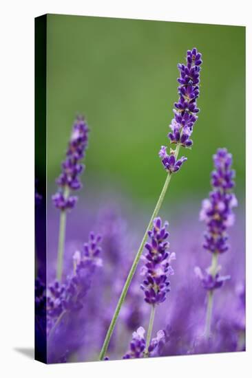 Lavender Field, Blossoms, Medium Close-Up-Herbert Kehrer-Premier Image Canvas