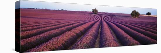 Lavender Field, Fragrant Flowers, Valensole, Provence, France-null-Premier Image Canvas