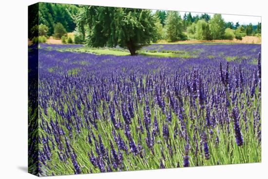 Lavender Field I-Dana Styber-Premier Image Canvas