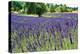 Lavender Field I-Dana Styber-Premier Image Canvas