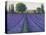 Lavender Field II-null-Stretched Canvas