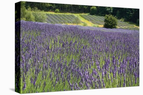 Lavender Field III-Dana Styber-Premier Image Canvas