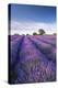 Lavender field in flower, Faulkland, Somerset, England. Summer (July) 2014.-Adam Burton-Premier Image Canvas