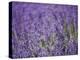 Lavender Field, Lordington Lavender Farm, Lordington, West Sussex, England, United Kingdom, Europe-Jean Brooks-Premier Image Canvas