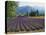 Lavender Field, Plateau De Sault, Provence, France-Guy Thouvenin-Premier Image Canvas