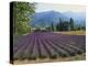 Lavender Field, Plateau De Sault, Provence, France-Guy Thouvenin-Premier Image Canvas